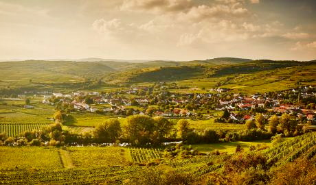 Urlaub Österreich Reisen - Mohn, Marille & Wein im Kamptal 